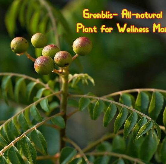 Grenblis- All-natural Herbal Plant for Wellness Management