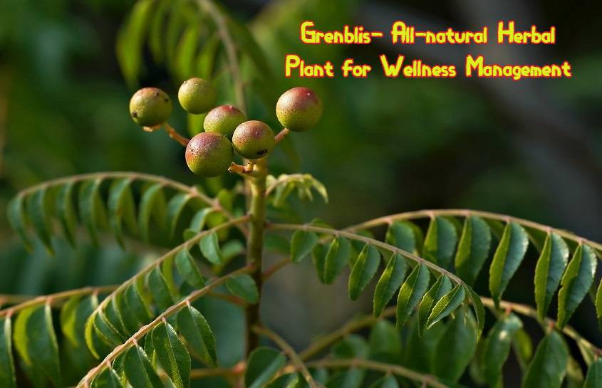 Grenblis- All-natural Herbal Plant for Wellness Management