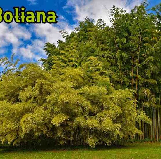 Boliana